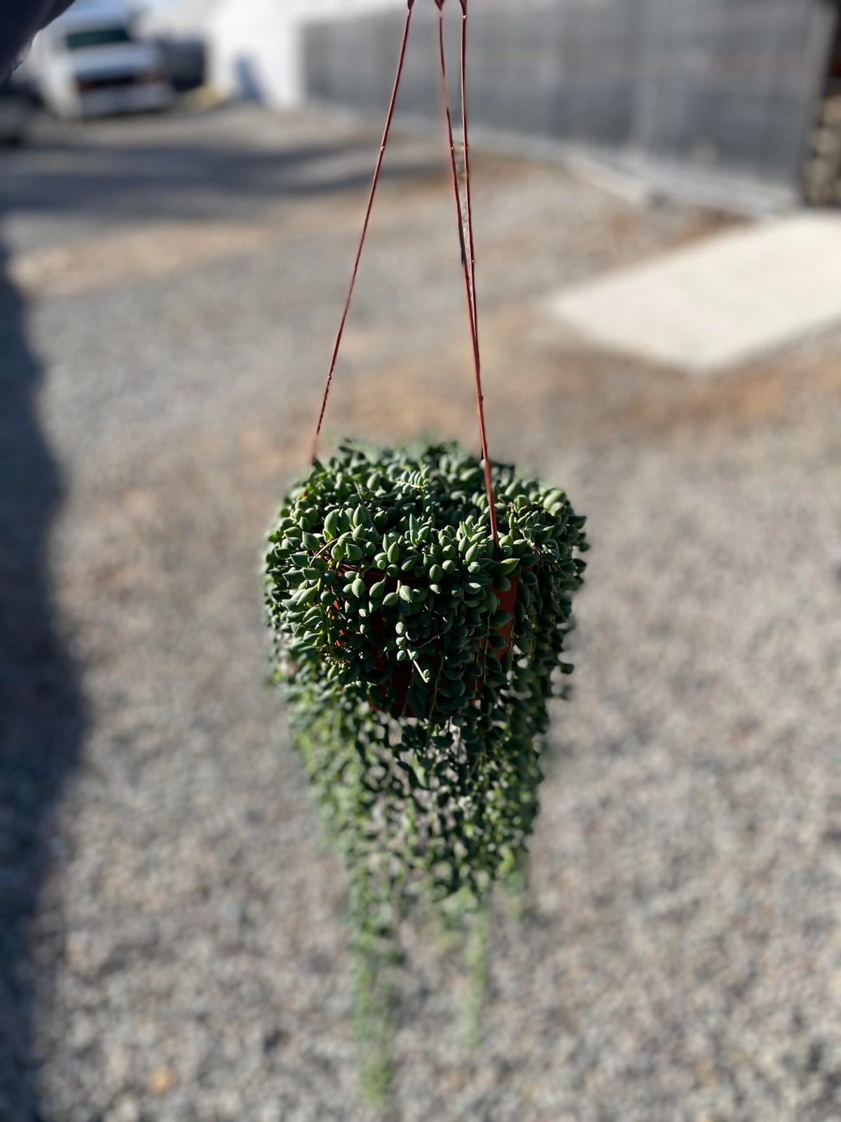 Live Succulent 6" String of Raindrop Live Plant Easy to Care for Indoor Hanging Plant Sculpture Succulent Plants Fully Rooted, House Plant for Home Office