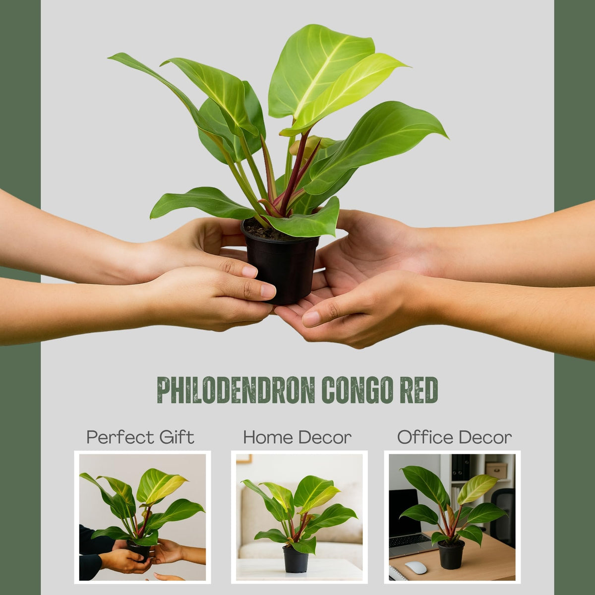 Philodendron 'Yellow Flame' – 4” Live Plant – Stunning Golden Foliage – Easy-Care Indoor Houseplant for Home or Office Décor (Heat Pack Included)