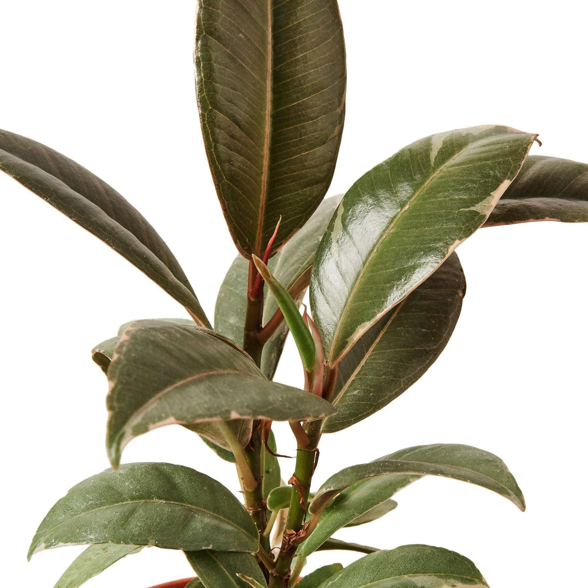 Ficus Elastica Tineke Live Plant for Indoor | Different Houseplants in 4'' & 6'' Pot | Real House Plant for Living Room, Office, Desk & Bathroom | Variegated Rubber Tree