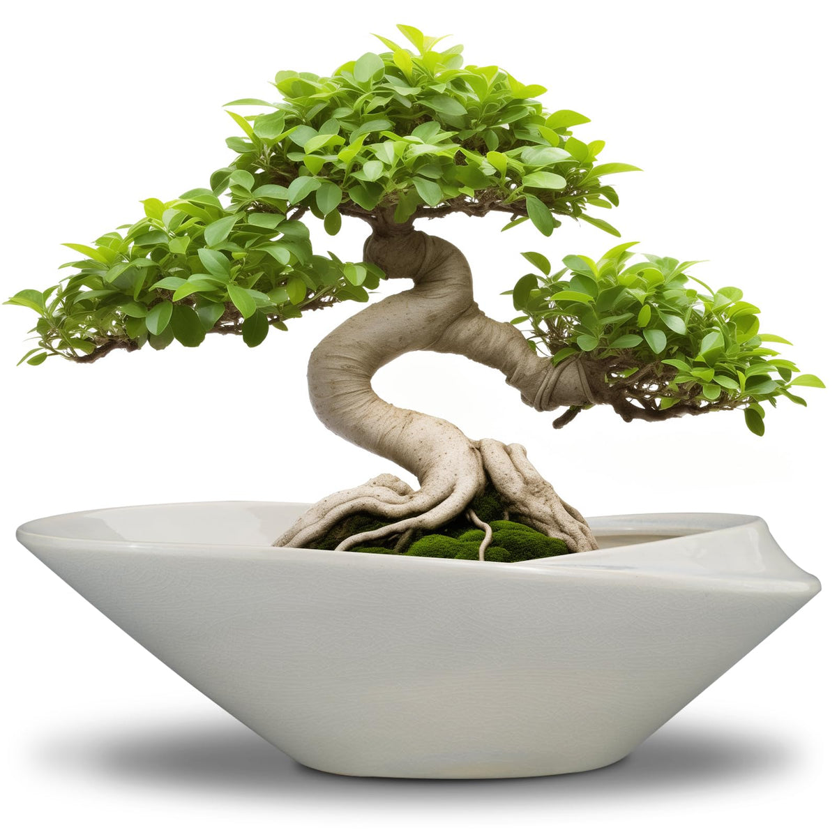 EPFamily Bonsai Planter Pot - 12 Inch Ceramic Plant Pot for Indoor Plants Outdoor Decorative Flower Pot Succulent Planter with Drainage Hole Gray