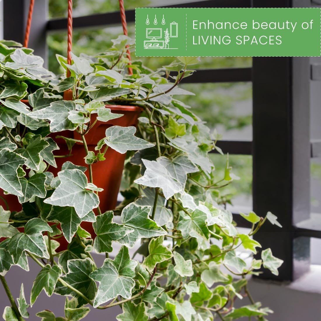American Plant Exchange English Ivy Variegated – 4-Inch Pot – Live Easy Care Vining Houseplant, Elegant Trailing Foliage for Home, Office, or Garden Decor