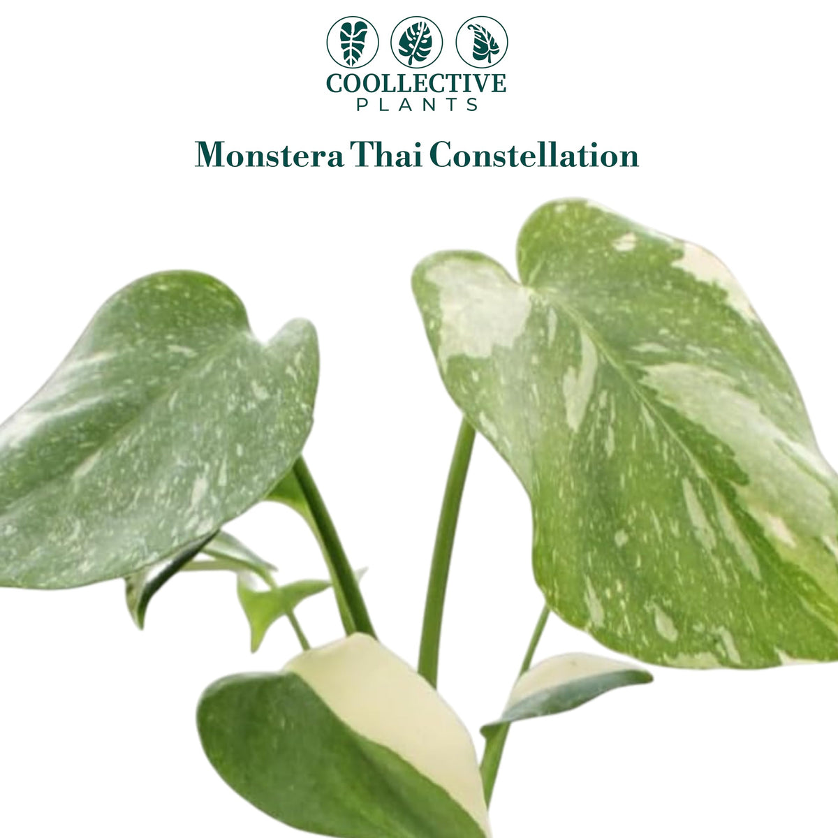 CoollectivePlants Monstera Thai Constellation – Live Indoor Plant in 2″ Grower Pot, Variegated Monstera Houseplant, Easy Care Low Maintenance Tropical Plant for Home or Office