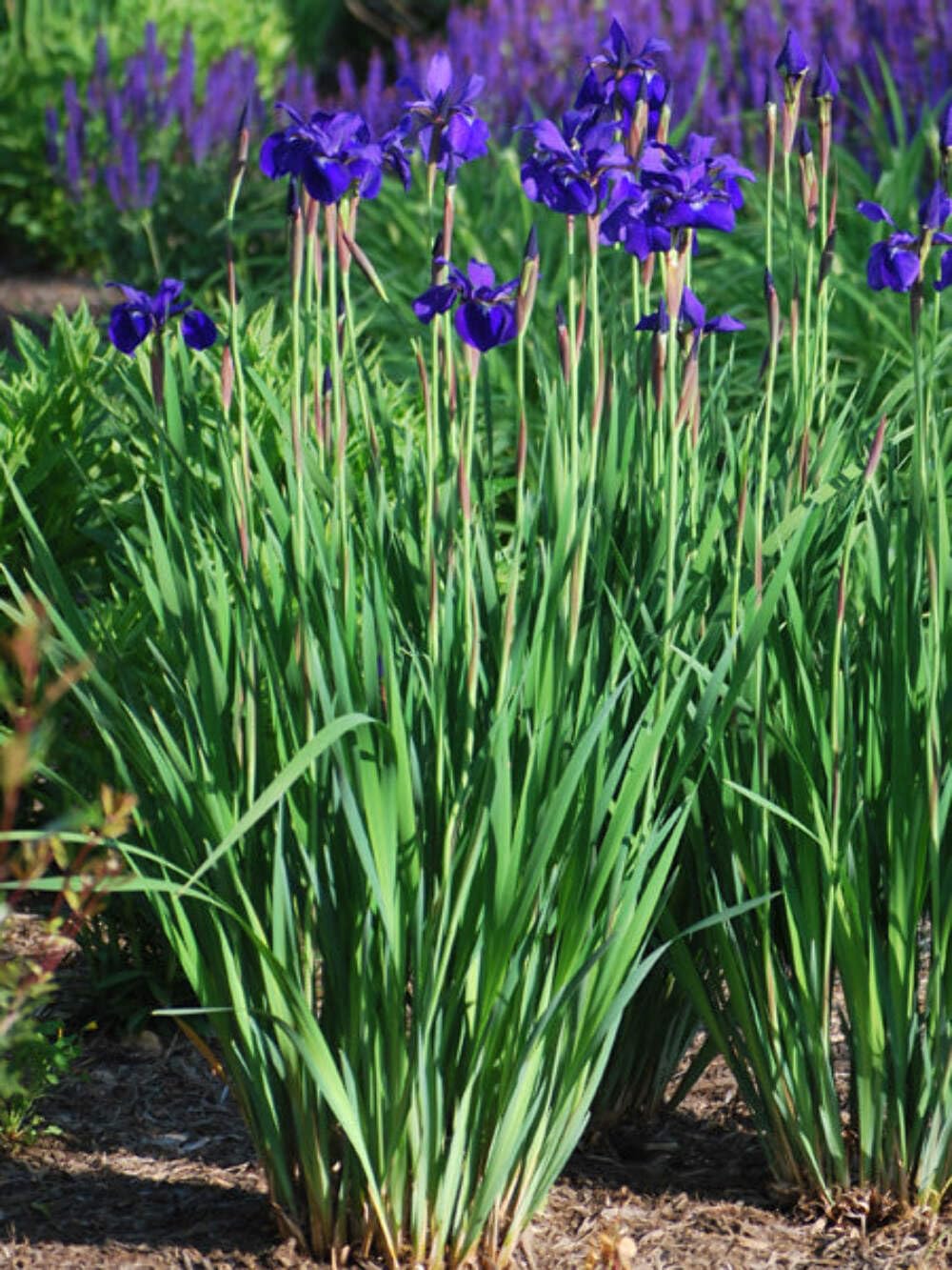 Perennial Farm Marketplace Iris s. 'Caesar's Brother' (Siberian) Perennial, Size-#1 Container, Deep Blue-Violet Flowers