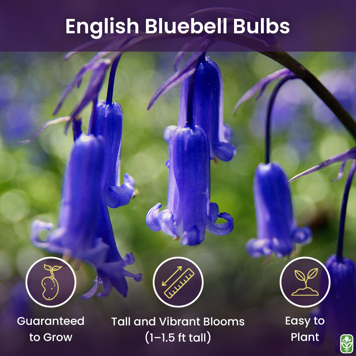 10 English Bluebell Bulbs - Hyacinthoides Non-scripta, Classic Woodland Spring Flowers, Ideal for Naturalizing and Shade Gardens, Woodland Planting. in England, These Make a Glorius Sight