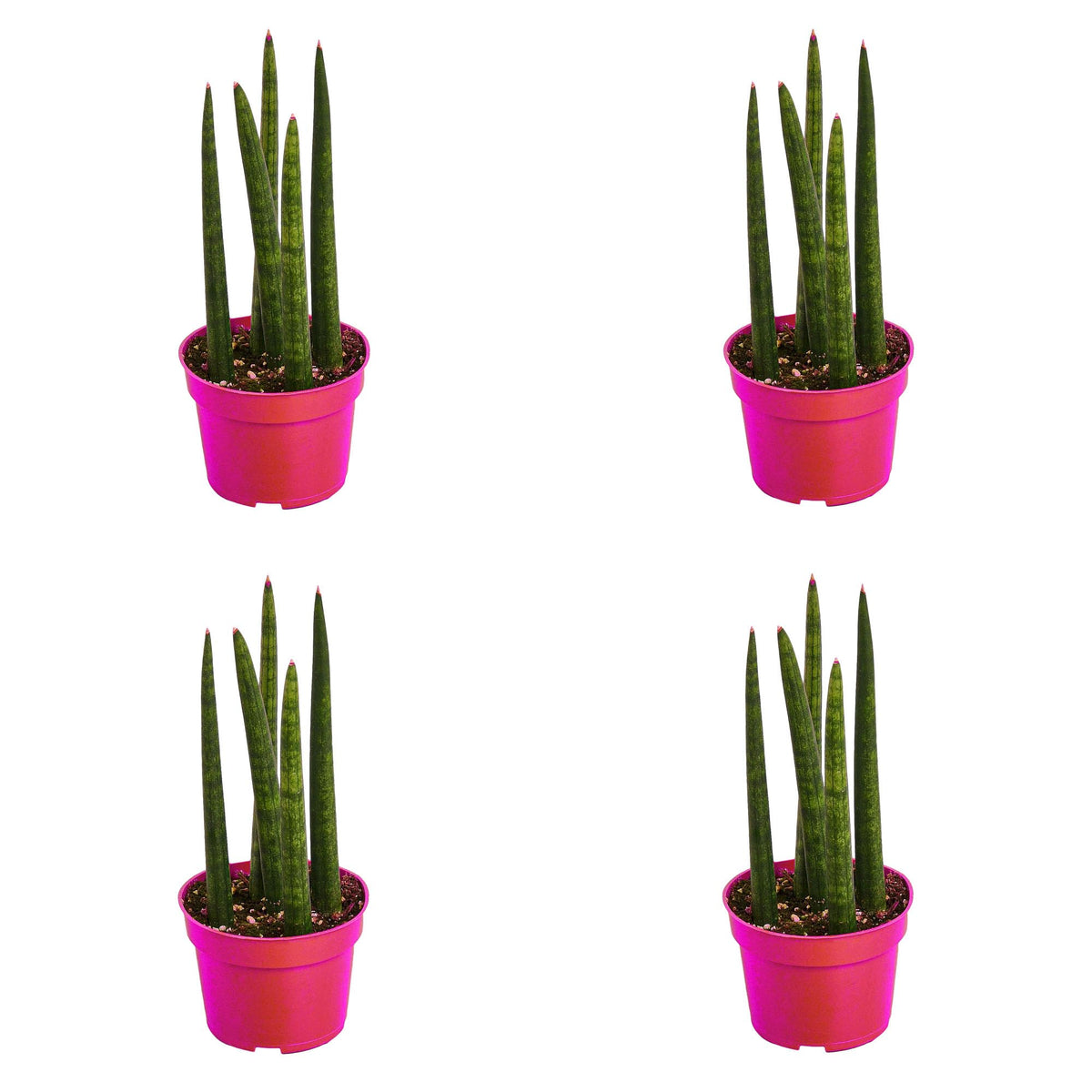4 Pack Snake Plant Cylindrica in 4in Pot - Live Plants Tropical Houseplants | Variegated | USA Growers | The Snobby Leaf