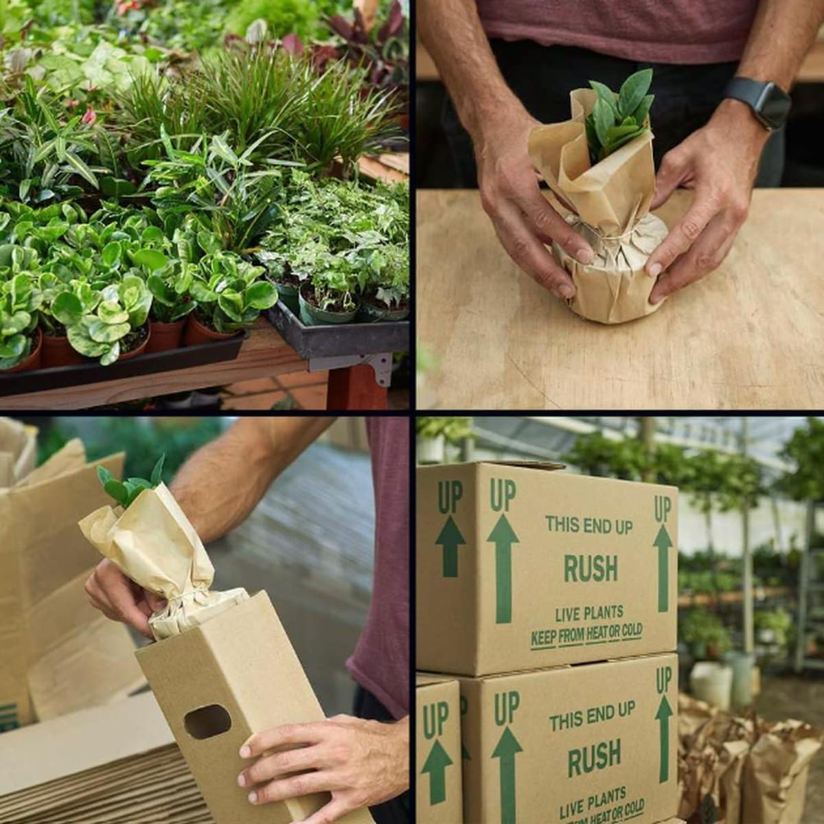 Chinese Evergreen 'Maria' | Live Plant for Indoor & Outdoor | for Living Room, Office, Bathroom | (6" Pot)