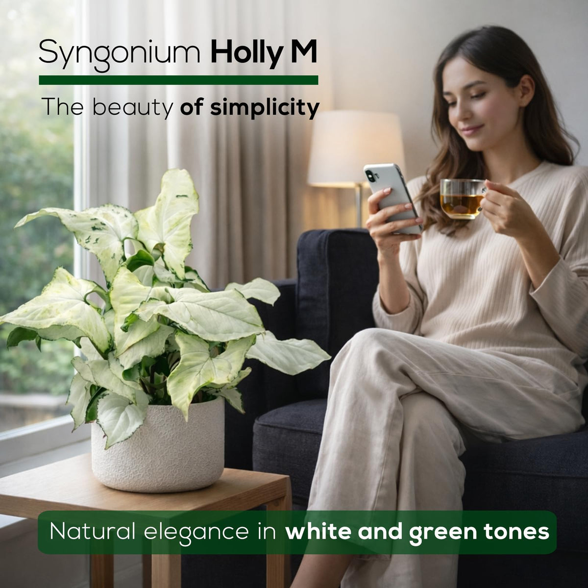 Syngonium Holly M (4 Pack) Live Starter Plants, Variegated Arrowhead Vine Houseplants, Easy Care Indoor Tropical Plants Live, Decorative Foliage Plants