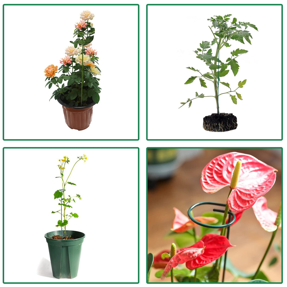 PFNRTH 4 Pack Plant Stakes,Plant Support Stakes for Two Sizes(16 or 32 Inches),Plant Stakes for Outdoor Plants,Garden Flower,Tomato(Green)