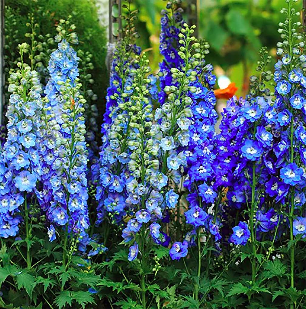 Blue Bell Delphinium Seeds - 250 Seeds