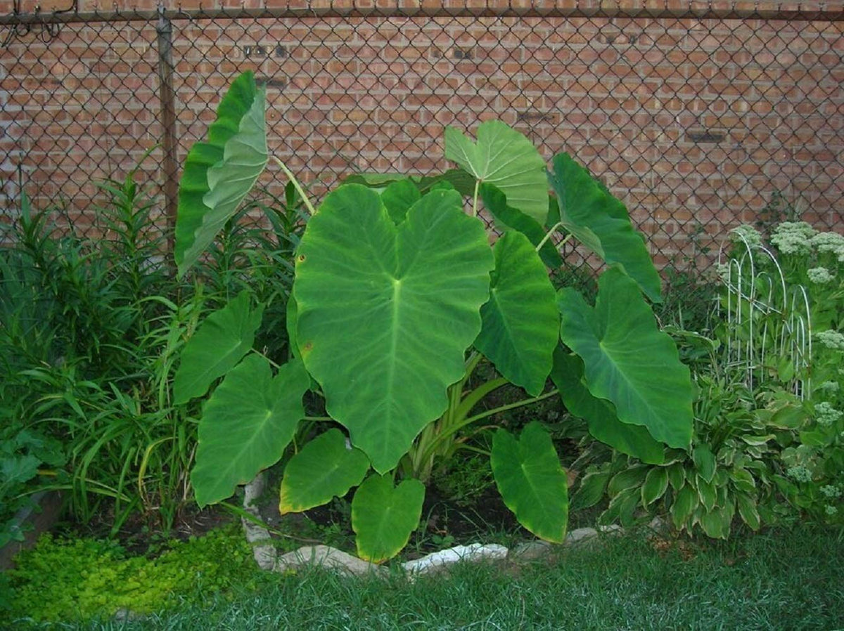 10 Live Colocasia Esculenta Elephant Ear Taro Gabi Kalo Eddo Bulbs #TSMN