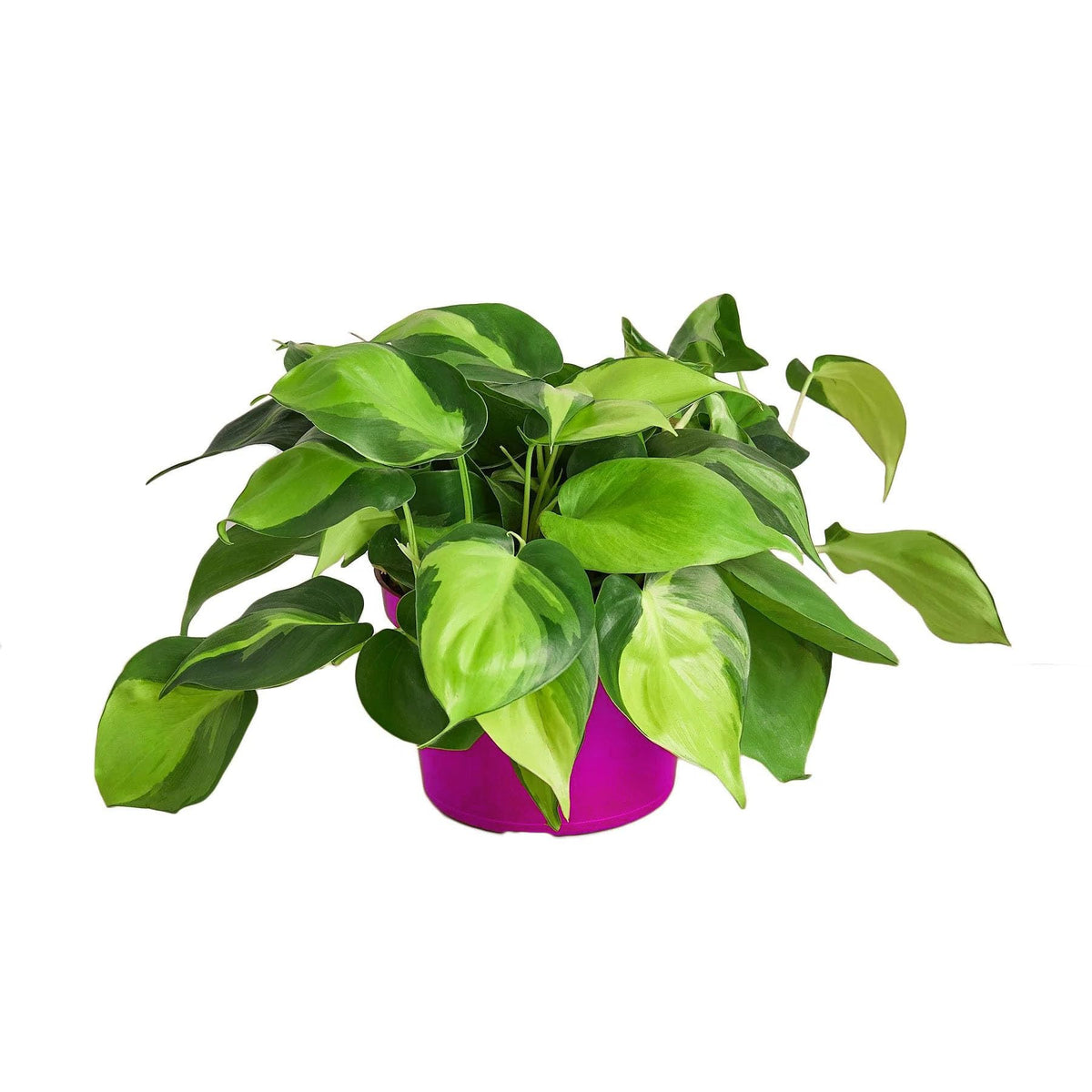 Philodendron 'Brasil' in 4in Pot - Live Tropical Houseplant - Easy to Grow | Air Purifying | Variegated | USA Growers | The Snobby Leaf