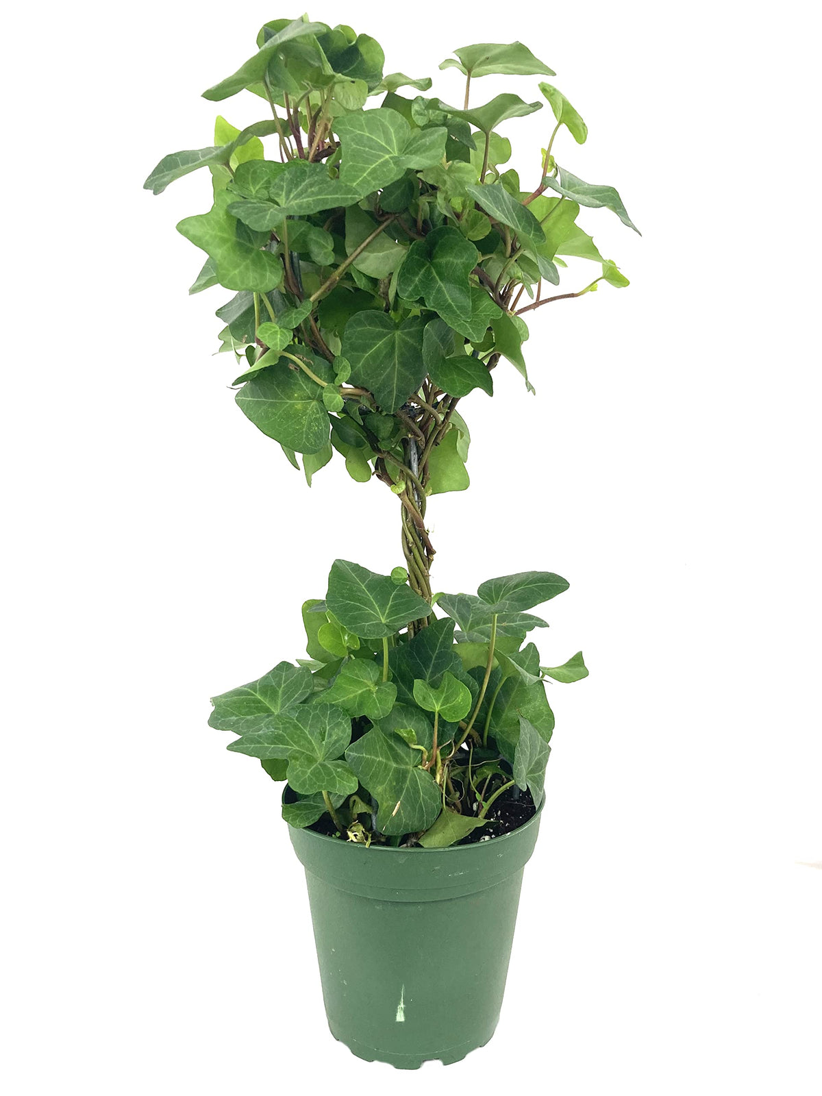 English Ivy Globe - Live Plant in a 4 Inch Pot - Hedera Helix - Florist Quality - Beautiful Easy Care Indoor Air Purifying Topiary Houseplant Vine