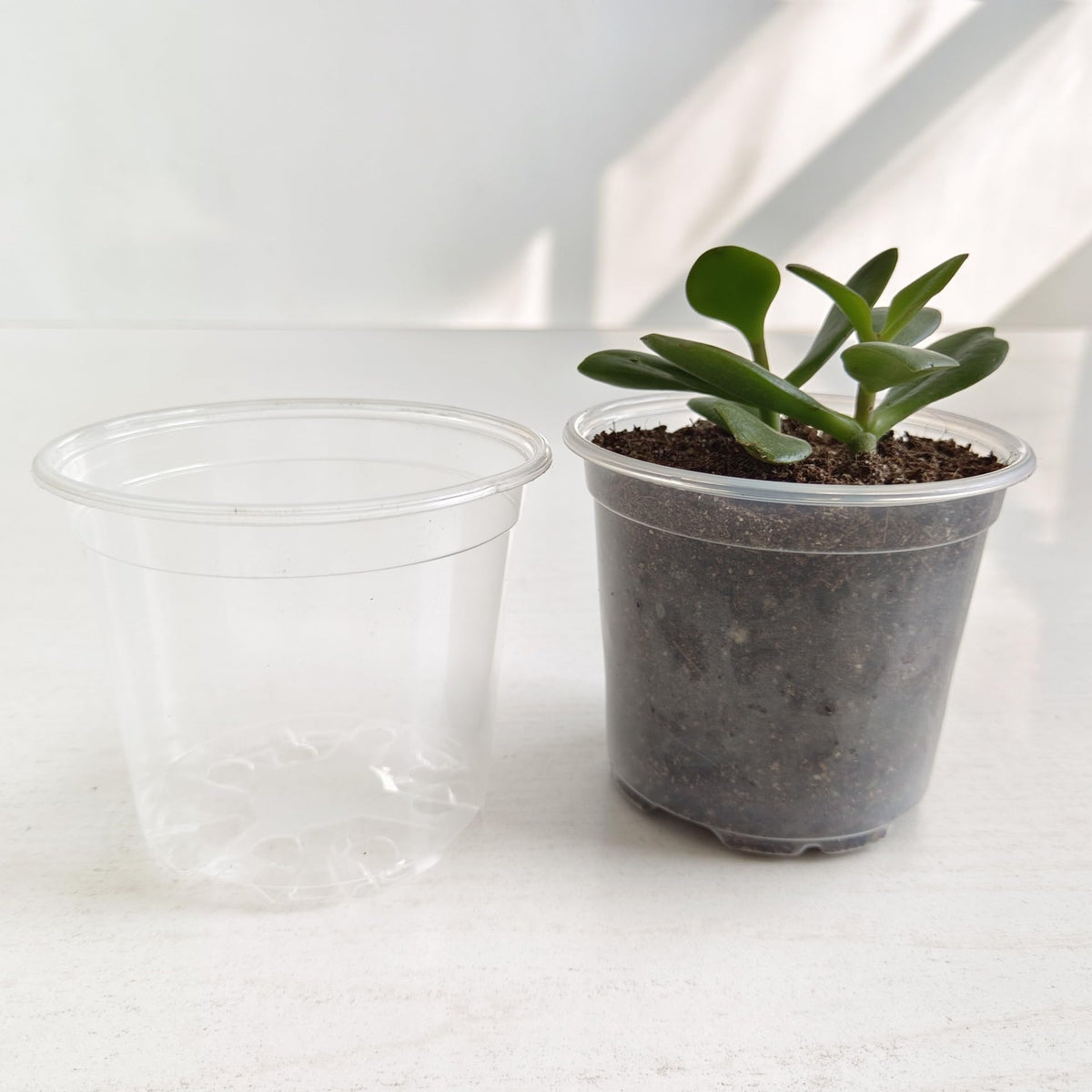 Farsheo Clear Nursery Pots 20Pack 6inch Plastic Plant Flower Seed Pots Starter Pot for Seedling Nursery Supplies Grow Planter Flower Pot Container for Seedling Cultivation (Clear 6inch 20PCS)