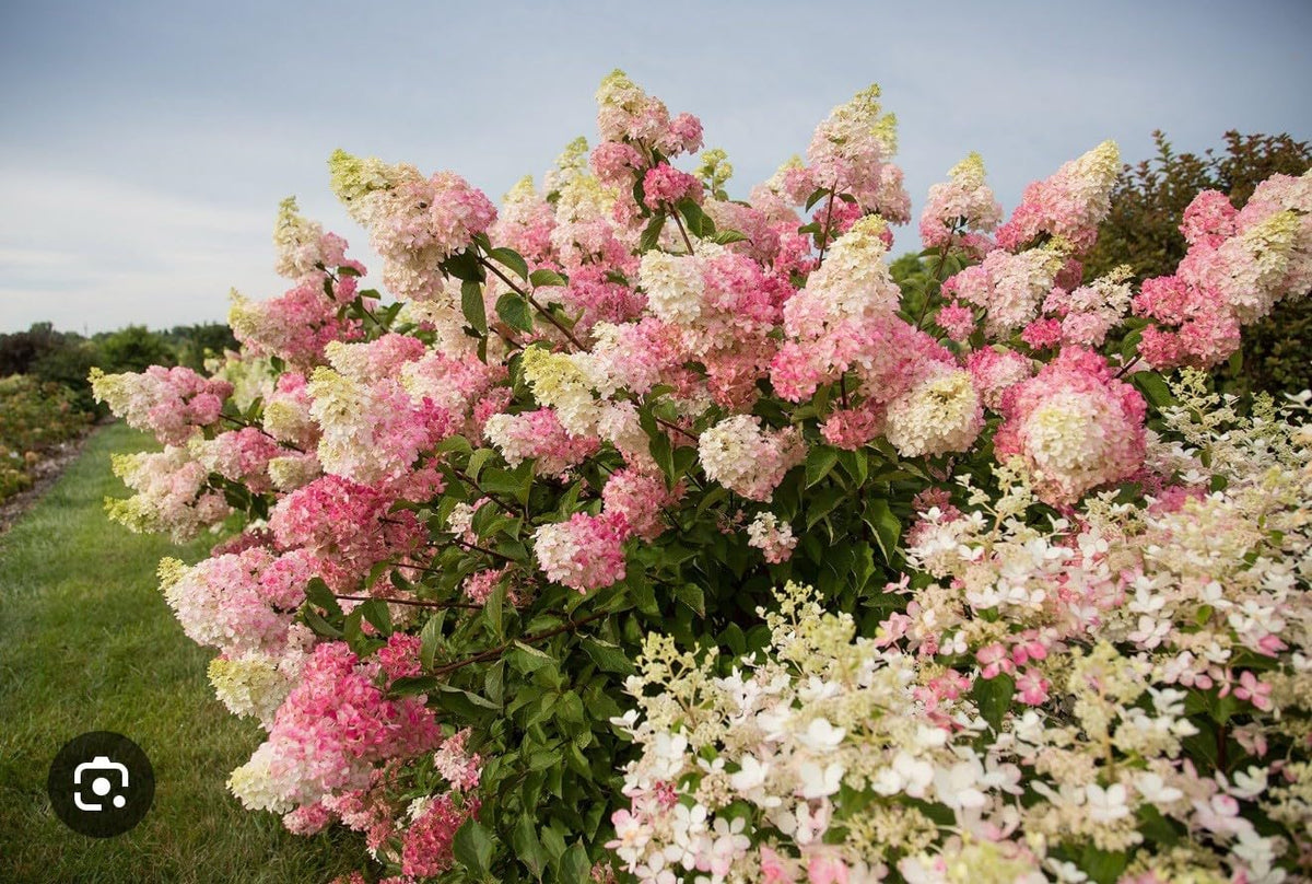 Live Plant - Hydrangea Well Rooted Starter Plant