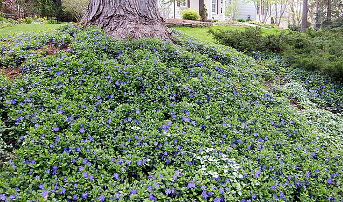 Bowles Myrtle - Vinca Minor - Hardy Groundcover - 48 Plants - 1 3/4" Pots