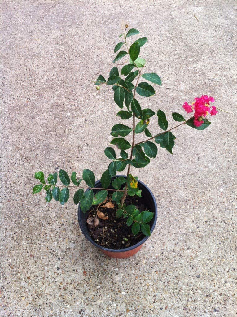 6 Pack - Red Flowering Crape Myrtle Trees - Lagerstroemia - Quart Container - 6-12 Inches Tall