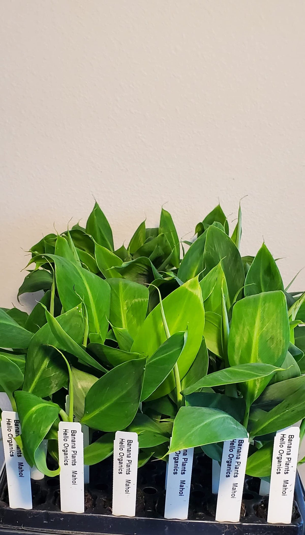 Banana Plants Double (Mahoi) Includes Four (4) Plants