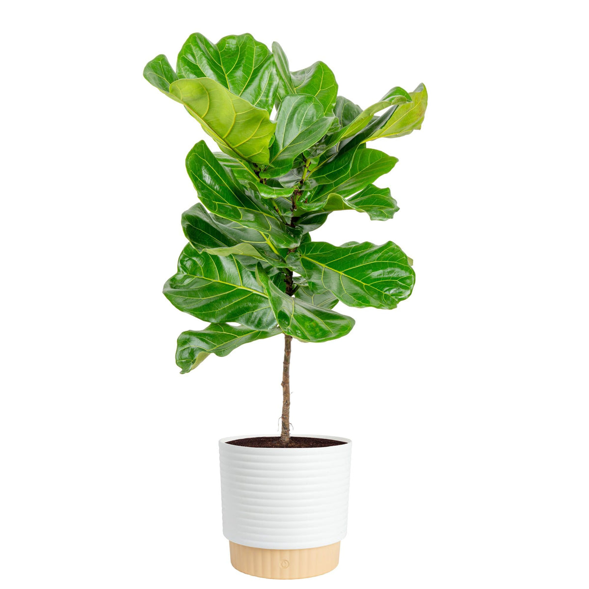 Costa Farms Fiddle Leaf Fig Tree, Live Ficus Lyrata 3–4 Ft, Air Purifying Large Easy to Maintain Indoor Floor Plant, Living Room, Bedroom or Office Décor Gift