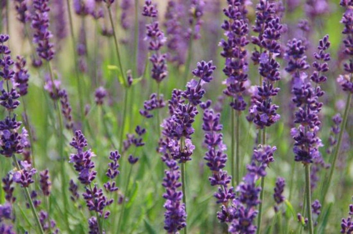 Phenomenal Blue Lavender Herb - Gallon Pot - Live Plant
