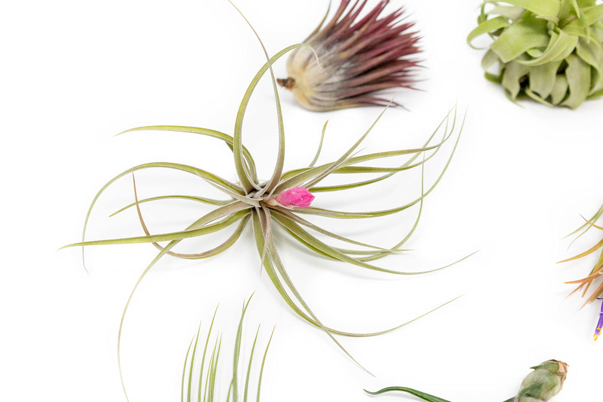 Grab Bag Pack Small & Medium Air Plants - Fertilizer Packet - Wholesale - Bulk - Live Tillandsia - Easy Care House Plant - Succulents, 10 Count (Pack of 1)