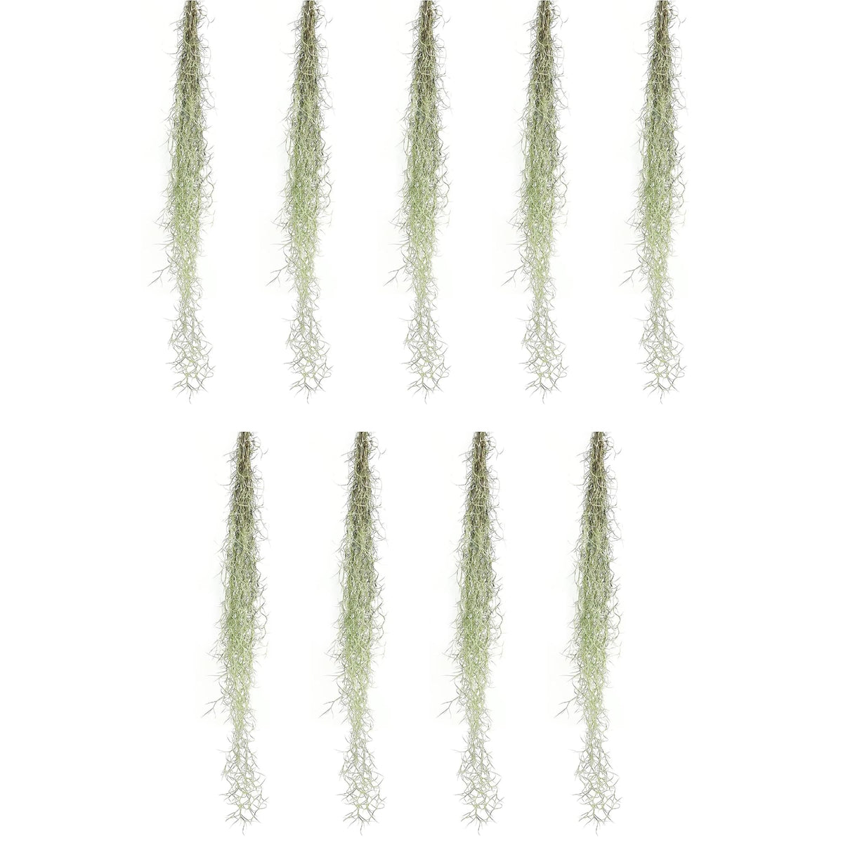 ragnaroc Tillandsia Usneoides ‘Thick-Colombian Spanish Moss’ - ragnaroc Indoor Tropical Plant 16” / 9 oz - Live Arrival Guaranteed - Live Air Plant & House Plants for Home Decor & Gift
