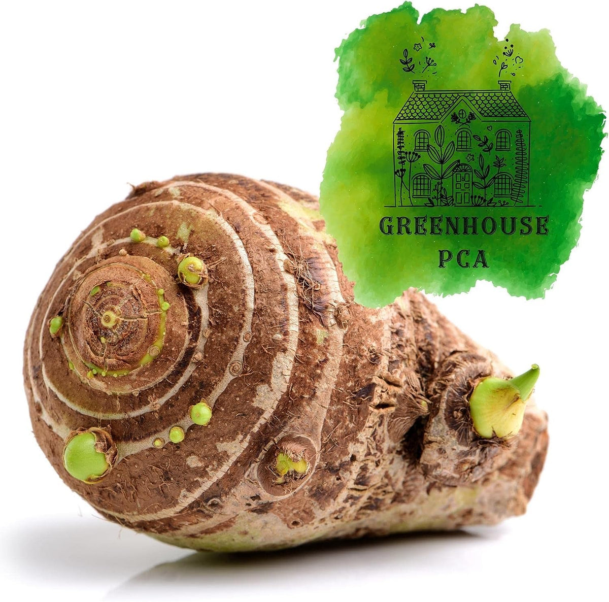 20 Green Elephant Ear Taro Bulbs - cocoyam, dasheen, eddo, Egyptian Ginger, IMO, kalo, colocasia antiquorum, IMO, Dalo, Taro