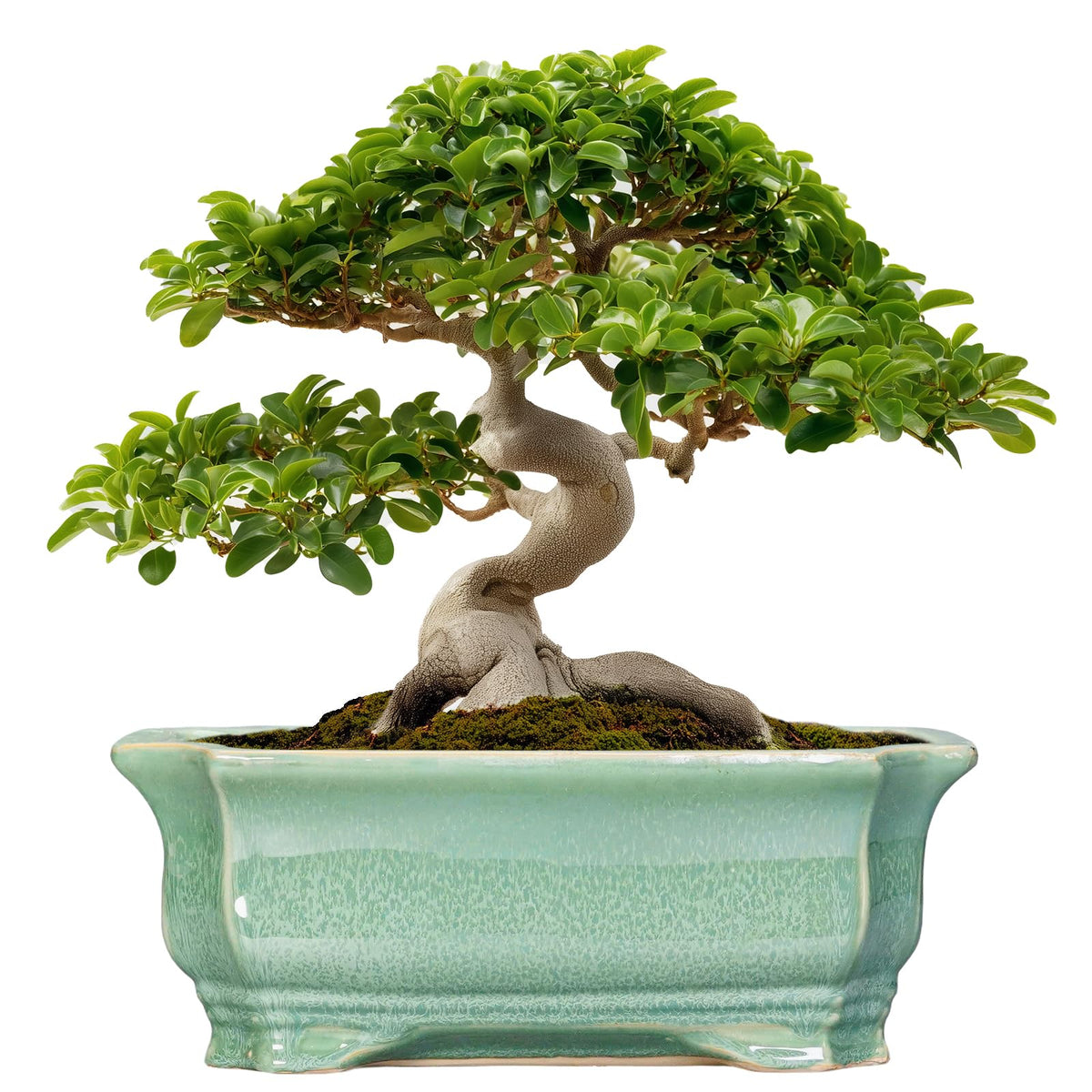 Teagas Bonsai Pots - 13.7 Inch Rectangle Ceramic Pots for Plants, Large Succulent Planter with Drainage Hole, Decorative Planters for Indoor Outdoor, Garden House Decor, Housewarming Gifts, Green