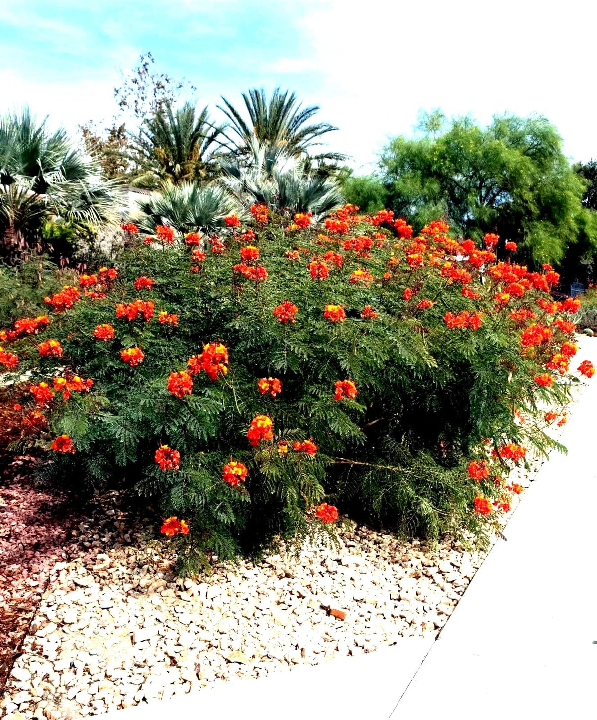 5 Mexican Red Bird of Paradise Seeds (Caesalpinia pulcherrima) – Dwarf Poinciana Flower Shrub