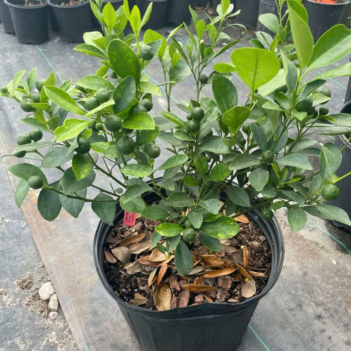 Calamansi Tree in 3 Gallon Pot, Fruit Bearing Live Calamondin Citrus Fruit Plant, Calamansi Kalamansi Tree for Planting Patio Garden