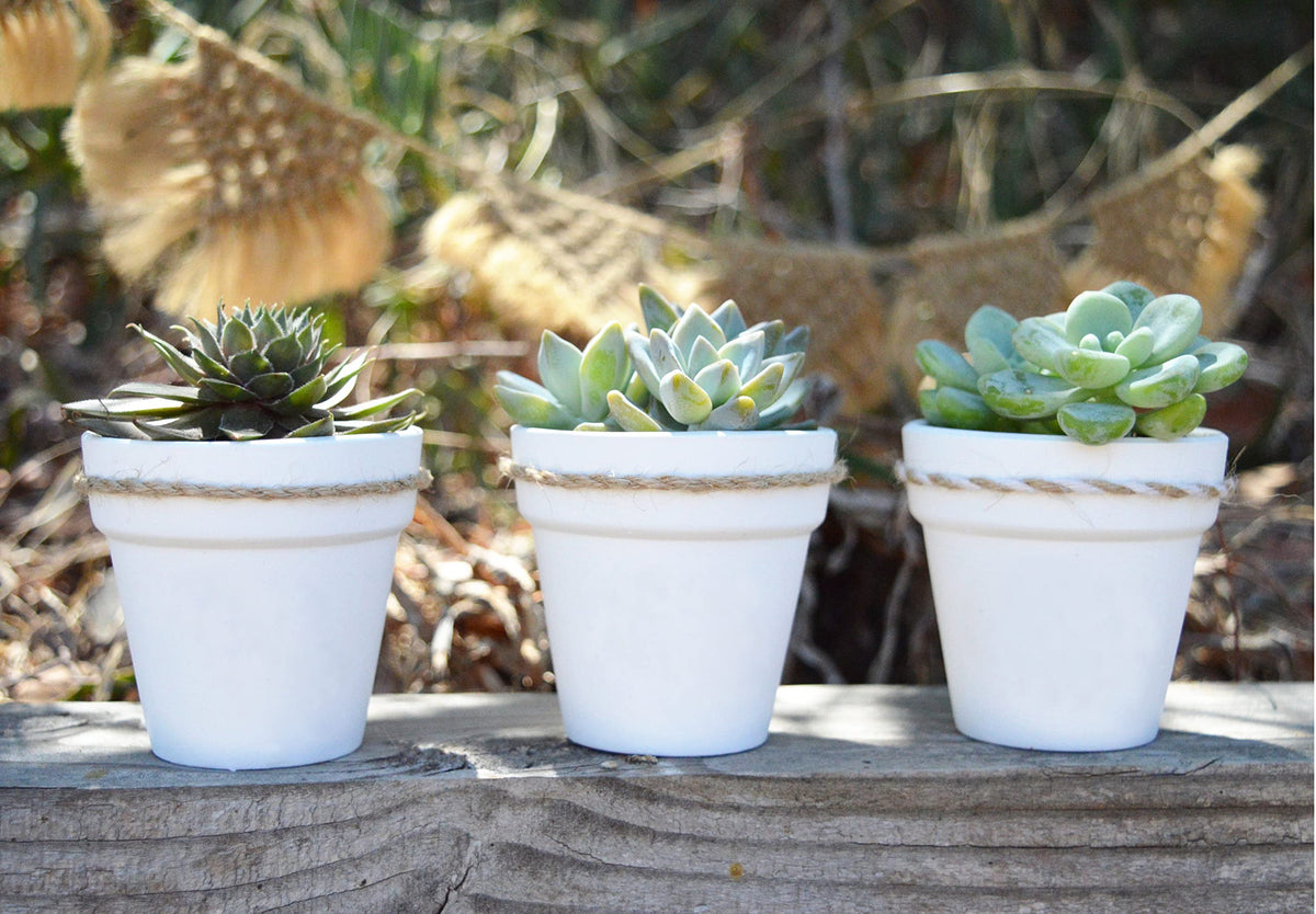 40 Pcs White Terracotta Pot - 2.5 Inch Mini Clay Pots with Drainage Holes Flower Nursery Terra Cotta Pots for Succulent Plants, Crafts, Wedding Baby Shower Favor
