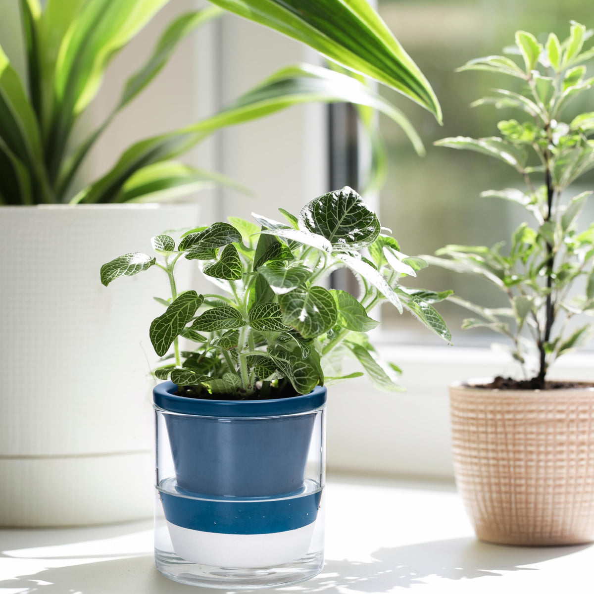 D'vine Dev 4 Inch Design Self Watering Planter for Indoor Plants, Blue Terracotta Pot with Cylinder Glass Cup, Set of 4, 37-Z-A-4-F