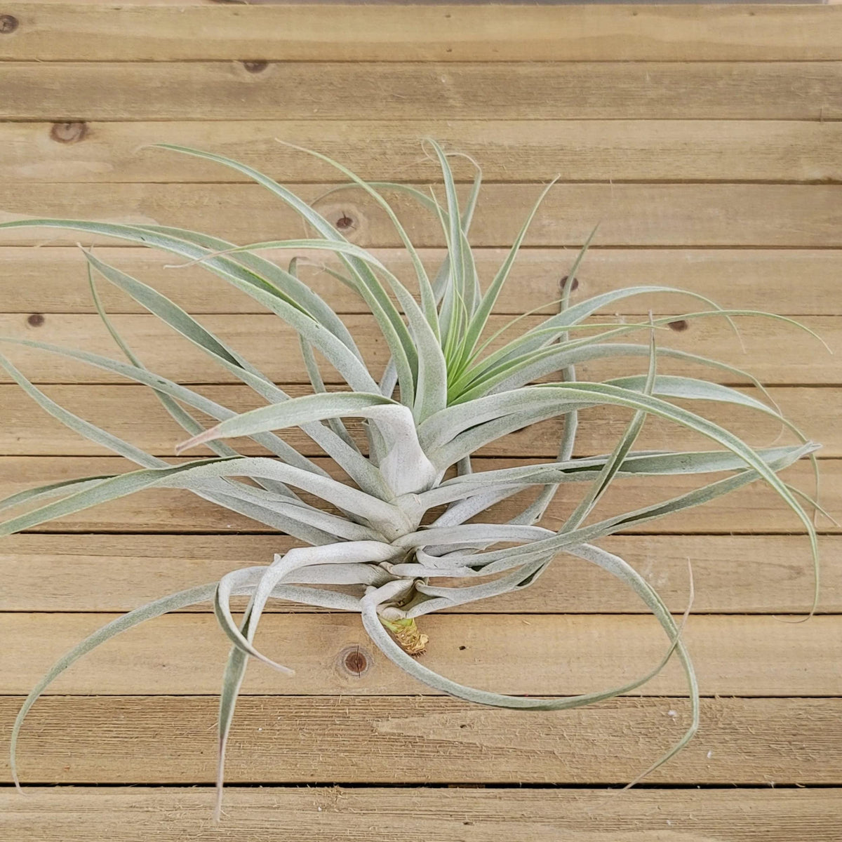 Tillandsia Cacticola Large