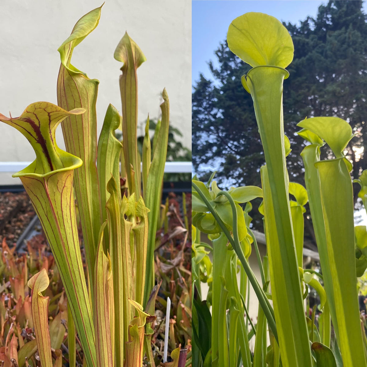 Savage Gardeners Live Carnivorous Pitcher Plant Sarracenia - Flowering Sized, Beginner-Friendly, Comes Potted in 2.5'' Pot