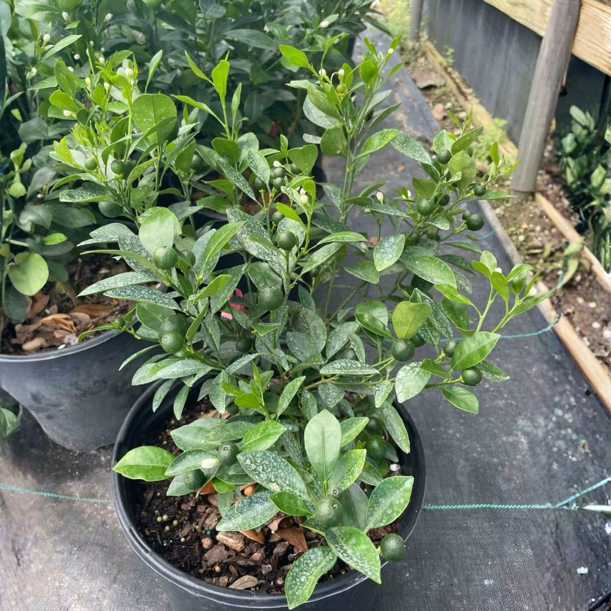 Calamansi Tree in 3 Gallon Pot, Fruit Bearing Live Calamondin Citrus Fruit Plant, Calamansi Kalamansi Tree for Planting Patio Garden