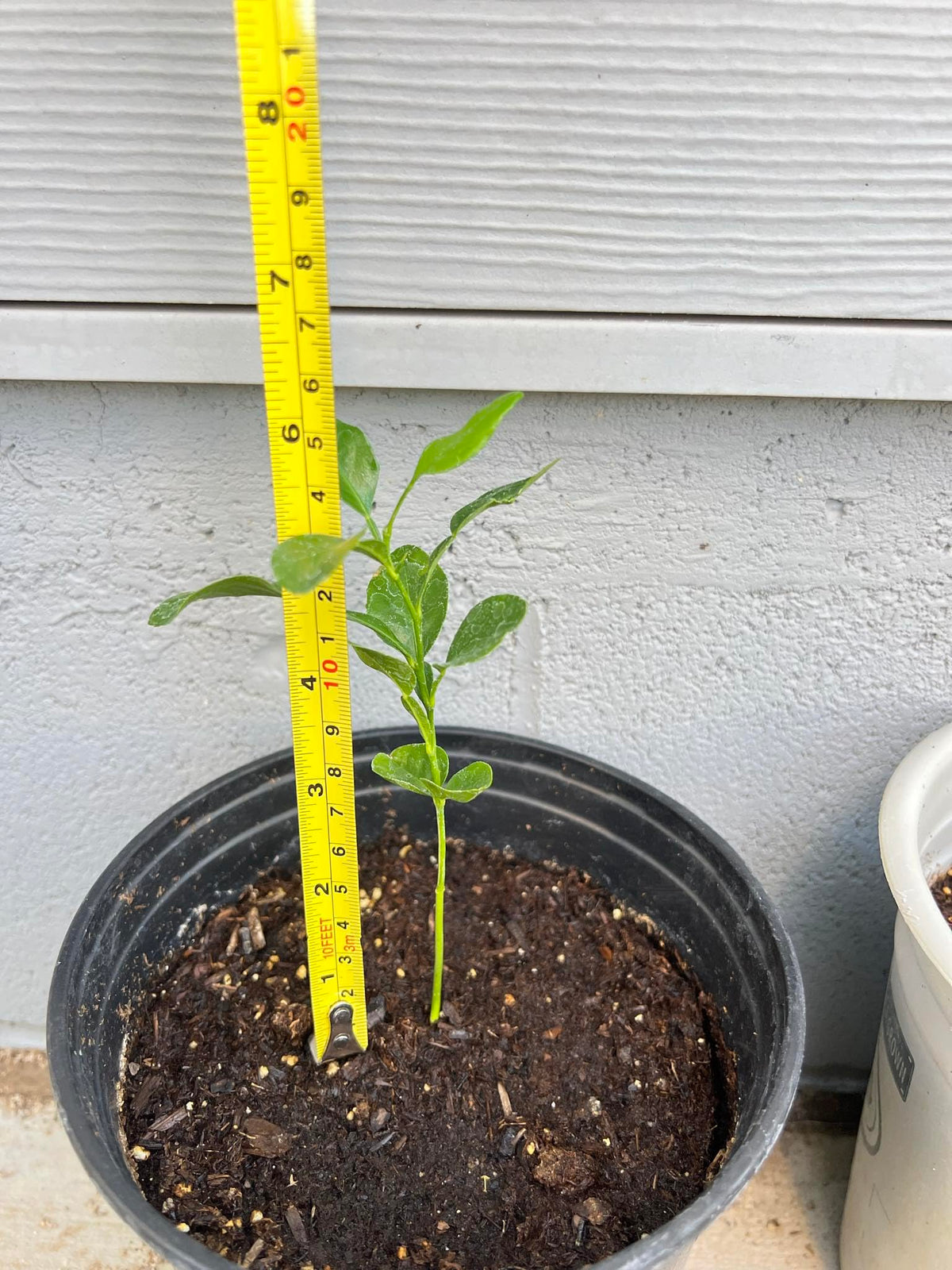 Live Kaffir Lime Tree Plant, Citrus Hystrix, Plant Starter Kit - Cannot Ship to FL, AZ, TZ, CA, LA, HI