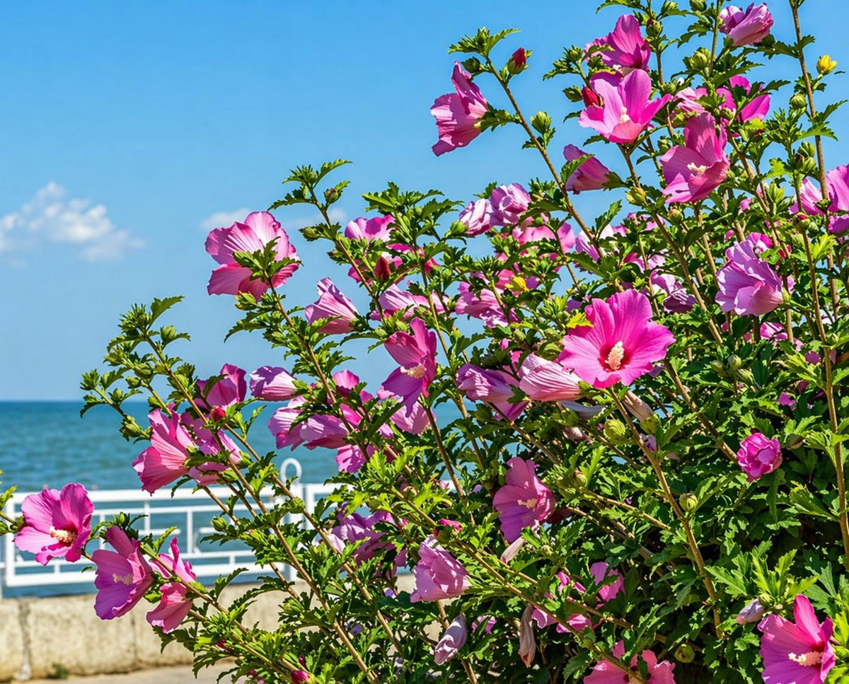 5 Pink Aphrodite Rose of Sharon Shrubs - 10-18" Tall Live Plants - Pink Althea Flowering Trees/Bushes - Hibiscus syriacus 'Aphrodite' - (5 Pack)