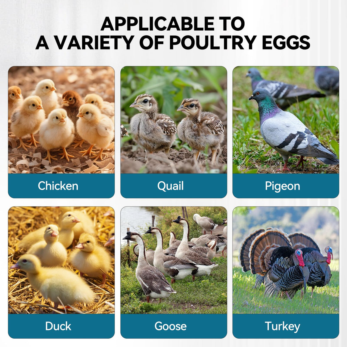 Incubators for Hatching Eggs, 136 Eggs Incubator Digital Poultry Hatcher with Auto Egg Turning, Temp & Humidity Display, 5 Modes, Day Counter & Egg Candler for Chicken/Duck/Goose/Quail