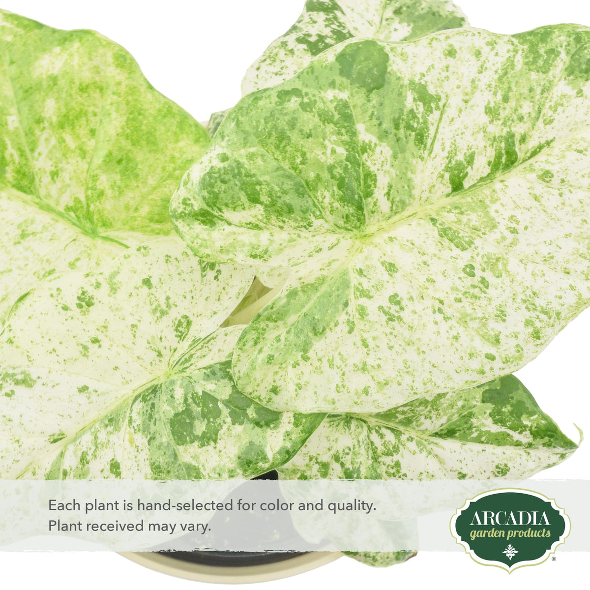 Arcadia Garden Products Live Odora Batik Alocasia Variegated Rare Indoor Houseplant in Plastic Pot, Tropical Plant Collector Gift for Home and Garden Decor, 4-inch, Beige