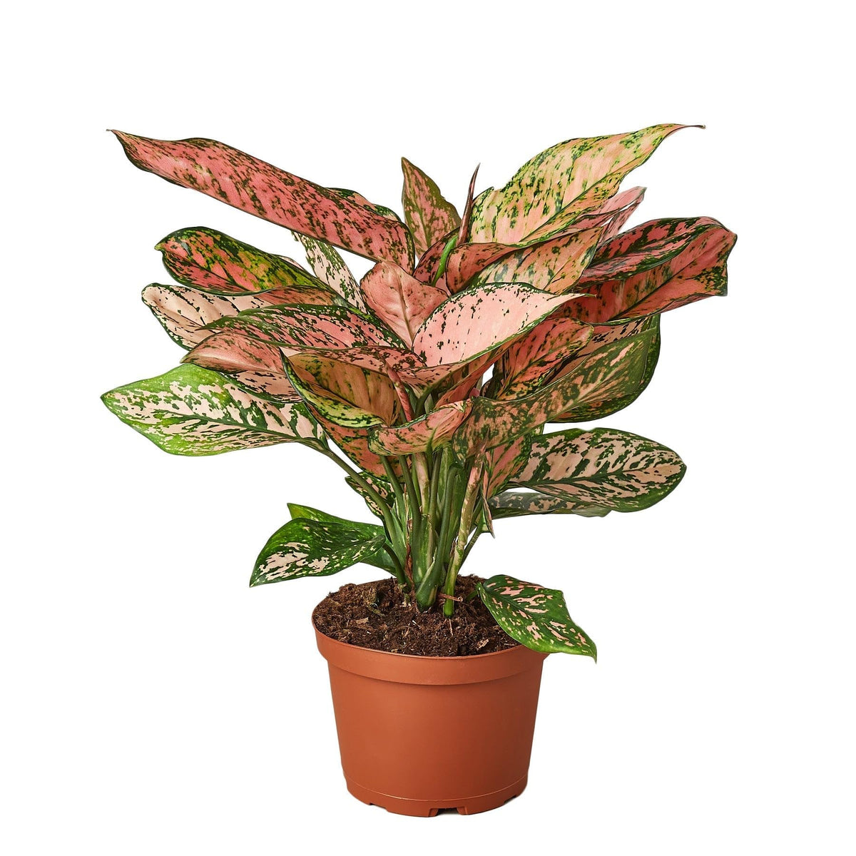6 Pack Chinese Evergreen 'Lady Valentine' - in 6in Pot - Live Plants Tropical Houseplants | Variegated | USA Growers | The Snobby Leaf