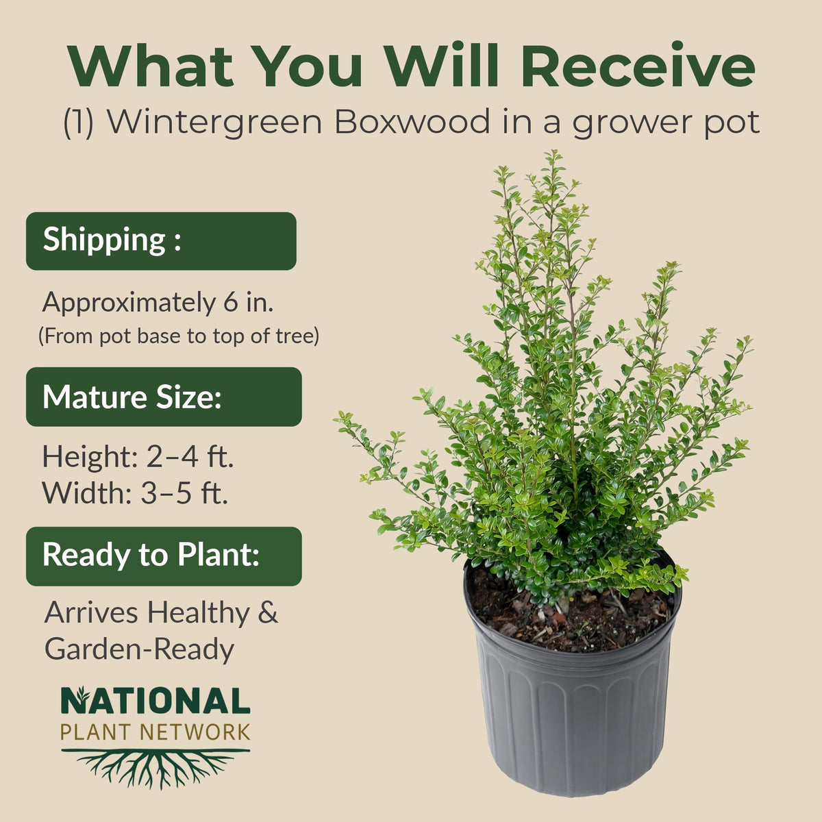 Wintergreen Boxwood Live Evergreen Shrub – Dense Green Foliage Grows Upto 4 ft in 1 Gal Grower Container – Easy-Prune Landscape Plant for Borders, Hedges & English Gardens, USDA Zones 4–9, 1-Pack