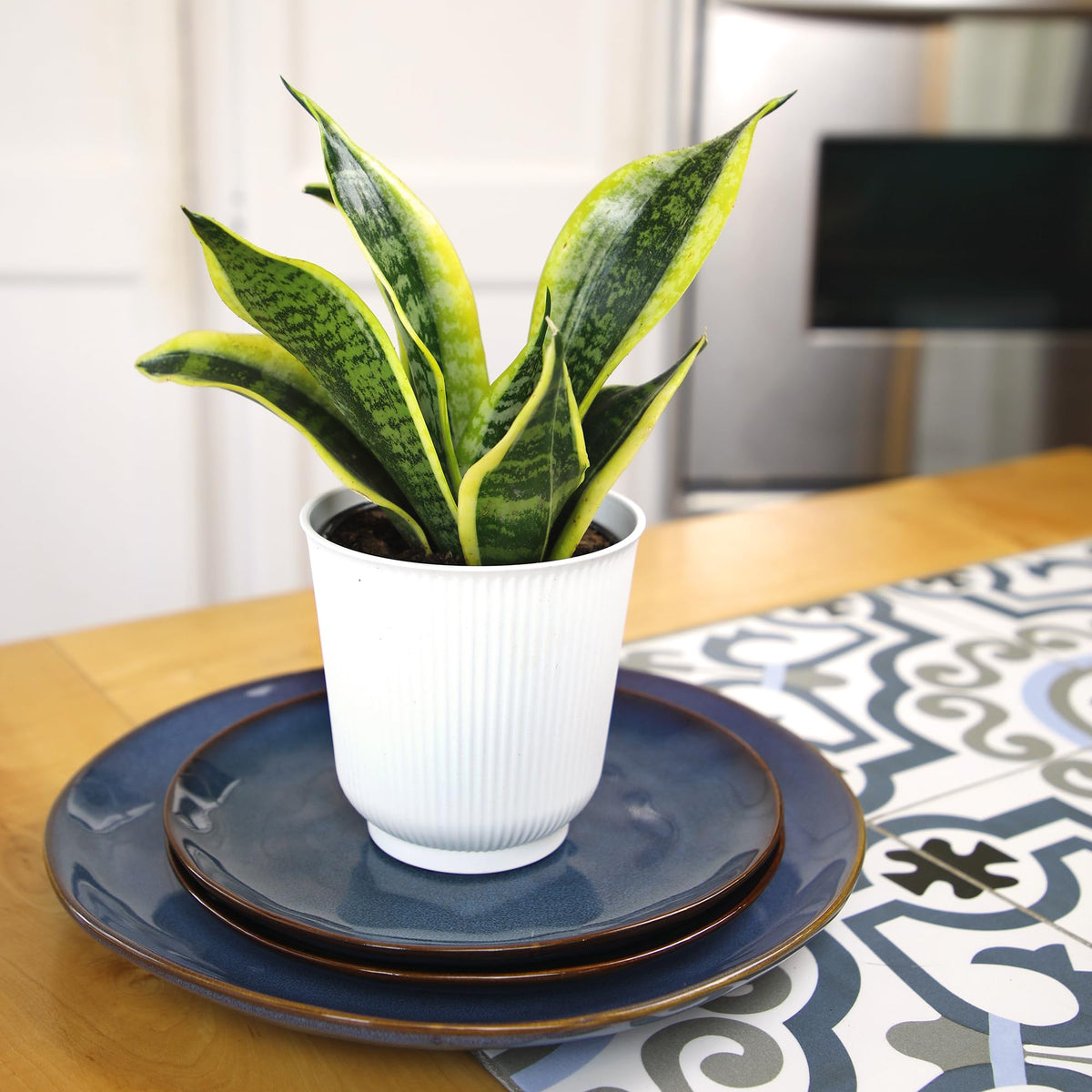 Altman Plants Sansevieria Superba Snake Plants (Approx. 8" Tall) in White Plant Pot, Variegated Snake Plant Decor, Easy Plant Gift & Desk Plant, Live Snake Plant Live Indoor with Pot, Air Purifying