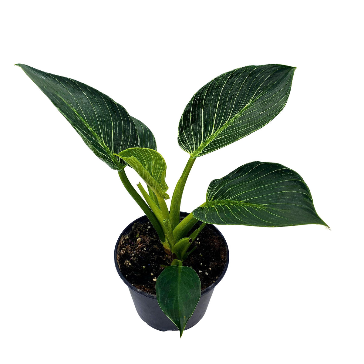 BubbleBlooms Philodendron Birkin White Wave in a 6 inch Pot