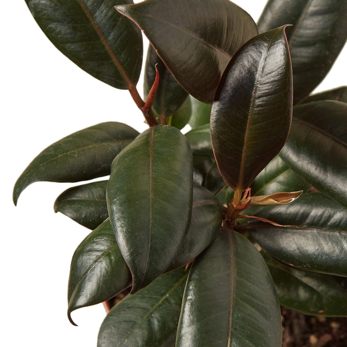 2 Pack Ficus Elastica 'Burgundy' in 4in Pot - Live Plants Tropical Houseplants | Variegated | USA Growers | The Snobby Leaf