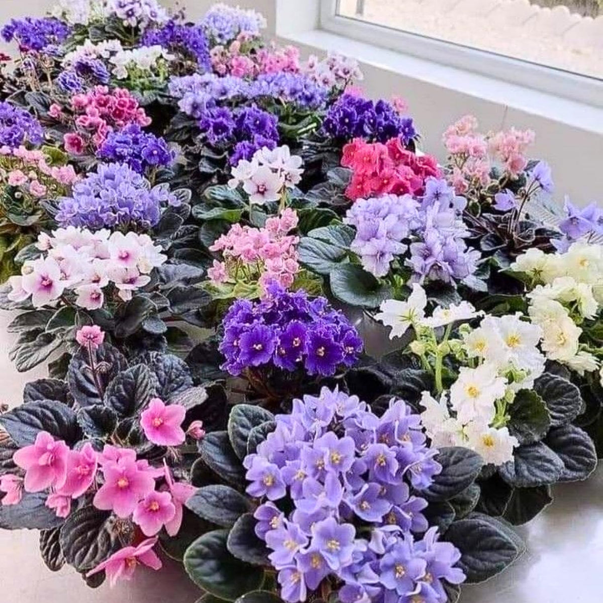 African Violet Plant, Live African Violet Flowers in 4'' Pot, Low-Maintenance Indoor Flowering Plant with Vibrant Blooms (Mix Blooms)