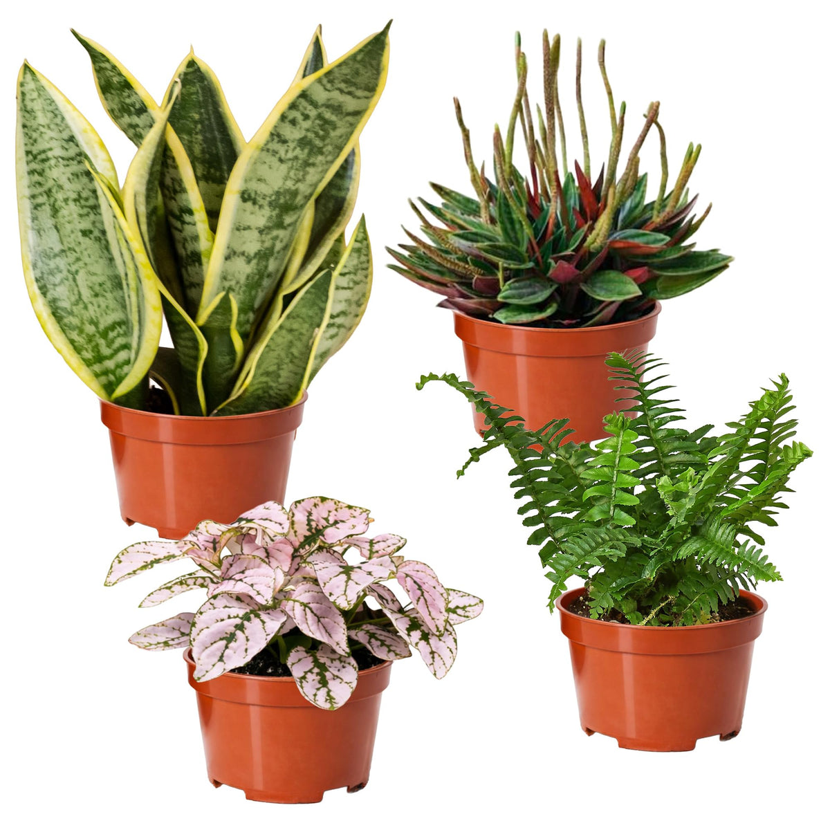 Easy to Grow Houseplants Mix Pack of 3 Full Size Potted Plants - Established & Rooted in 4" Quart Pots, Growers Assorted Mix of Air-Purifying Large Plants (Not Starter Plugs)