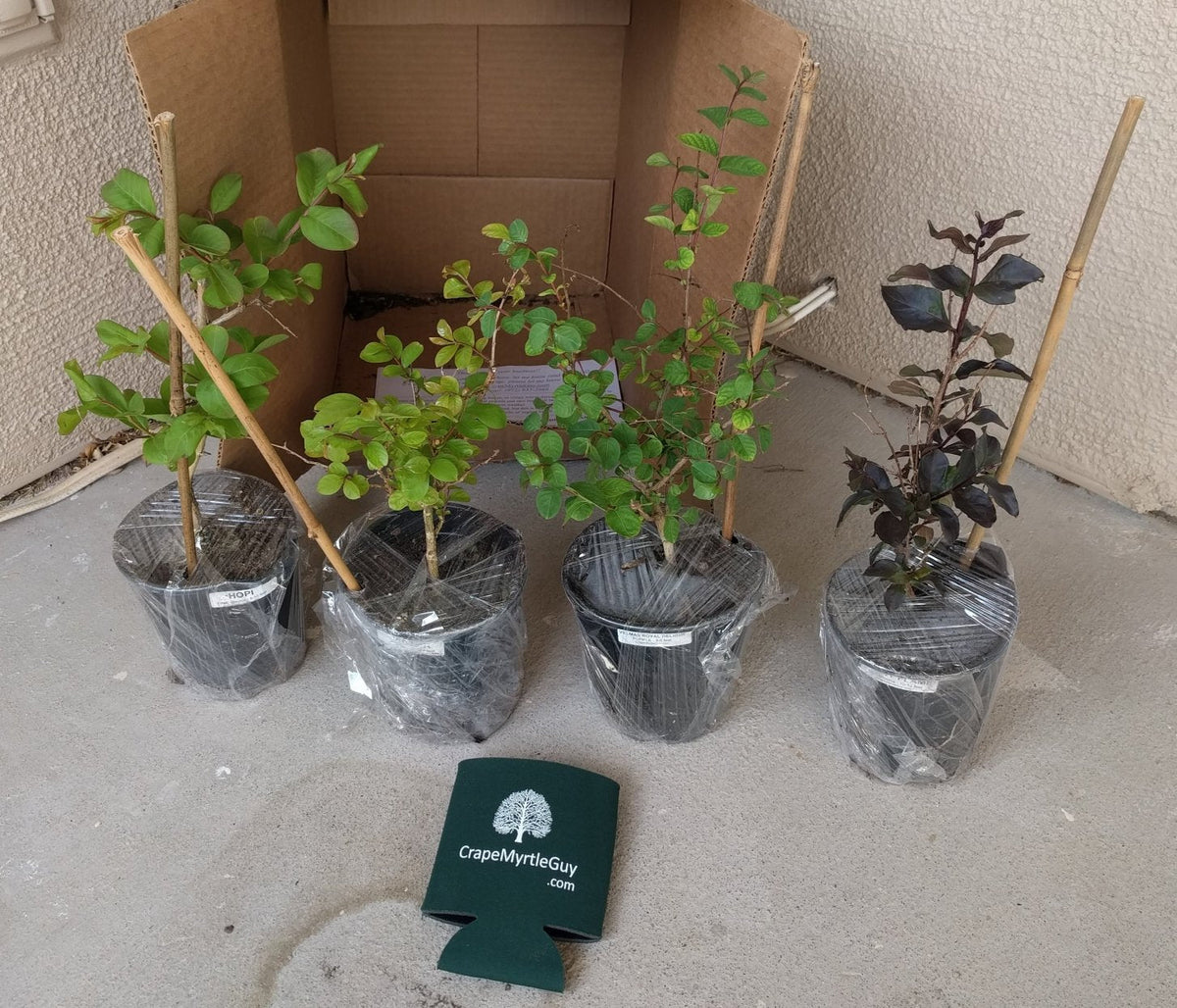 6 Pack - Red Flowering Crape Myrtle Trees - Lagerstroemia - Quart Container - 6-12 Inches Tall