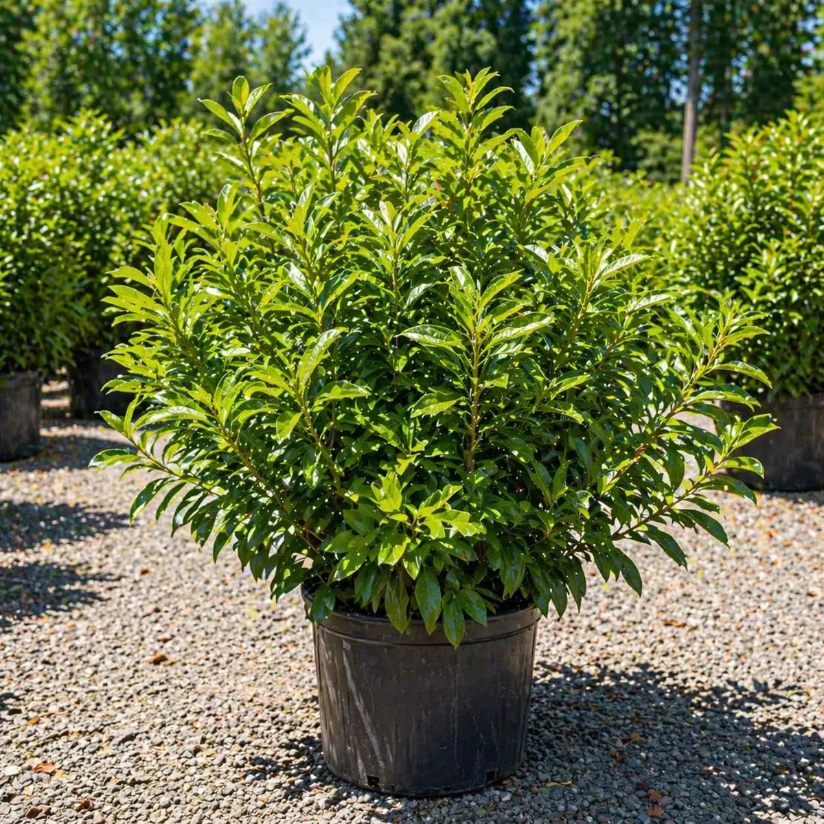 Live Skip Laurel Shrubs Plant, 2.5 Inch Pot Schip Laurel Plant, Easy Care, Hardy, Privacy Shrubs Fast Growing Ready to Plant, Ideal for Garden & Landscape Design