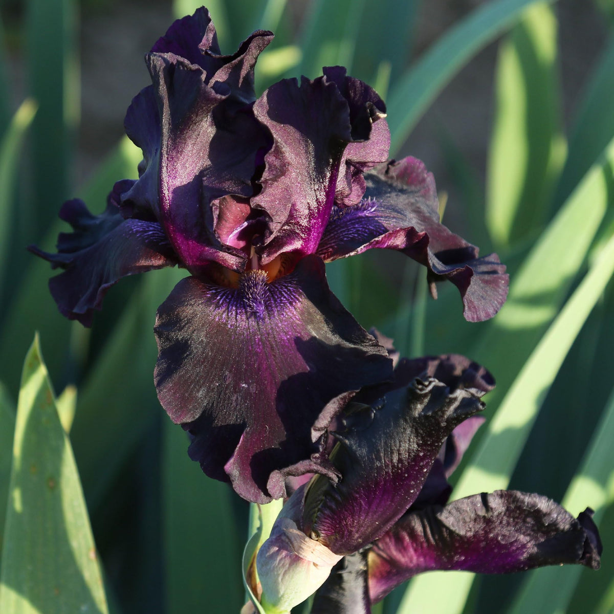 Superstition Bearded Iris Plant Potted, Dark Purple and Black Flowers, Hardy Perennial, Stargazer Perennials