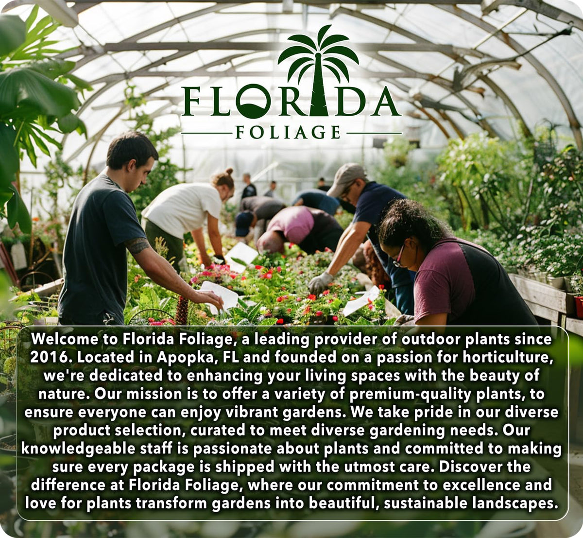 Sweetgum Tree | 3 Live Plants | Liquidambar Styraciflua | Fast-Growing Shade | Vibrant Fall Color Landscaping