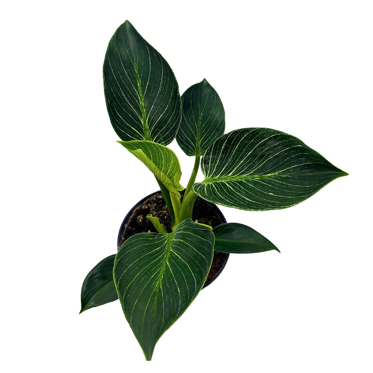 BubbleBlooms Philodendron Birkin White Wave in a 6 inch Pot